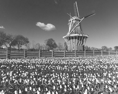 Windmill Among The Tulips, Holland, Michigan