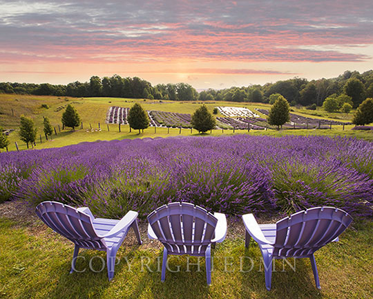 Lavender Chairs, Horton Bay, Michigan 14-color.tif