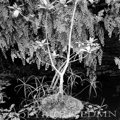 Mangrove Tree, Ann Arbor, Michigan