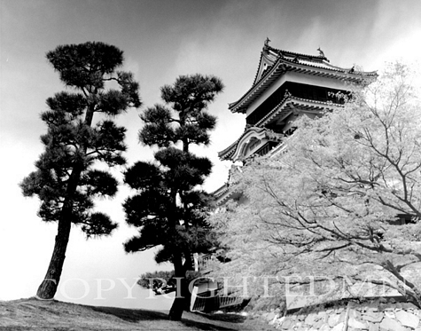 Matsumoto Castle & Trees, Matsumoto, Japan 05