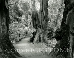Muir Woods #1, California