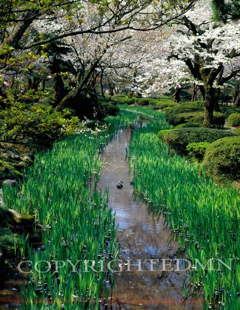 Stream At Kenrokuen Gardens, Kanazawa, Japan 05 – Color