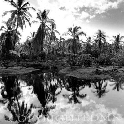 Palm Reflections, Big Island, Hawaii 03