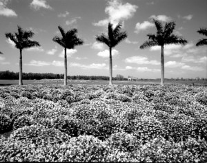 Palm Trees Sentinels #2, Florida 98