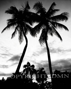 Palm Trees Silhouette, Florida