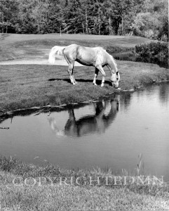 Palomino Reflection, Rothbury, Michigan 95