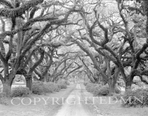 Path In The Oaks #2, Louisiana 97