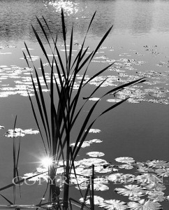 Reeds & Lilies, Harbor Springs, Michigan