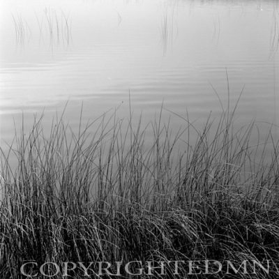 Reeds In The Morning Mist, Michigan 80