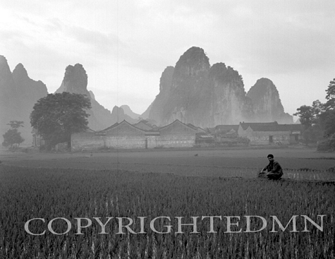 Rice Field #2, China 91