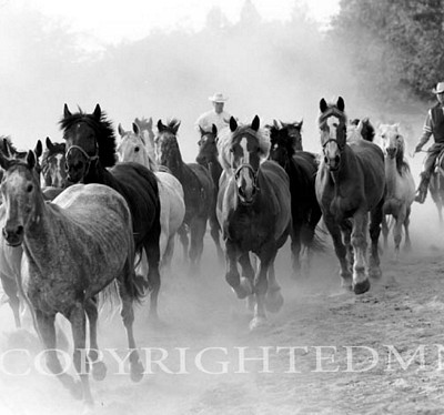 Running Horses, Rothbury, Michigan 03