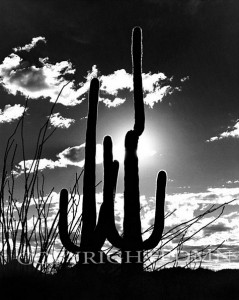 Saguaro Silhouette, Tucson, Arizona