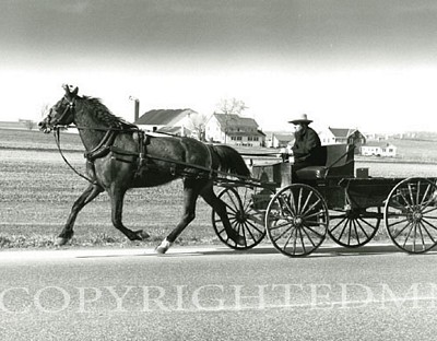 Amish Buggy, Pennsylvania