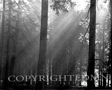 Sunbeams In The Forest, California 95