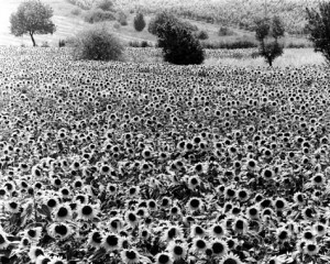 Sunflower Field Of Rome, Italy
