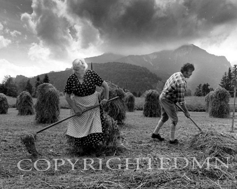 Tending Hay, Austria