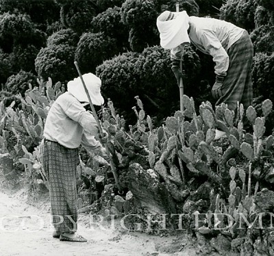 The Gardeners, Korea 93