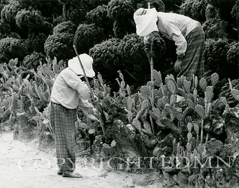 The Gardeners, Korea 93