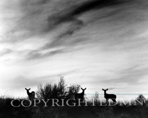 Three Deer, Utah