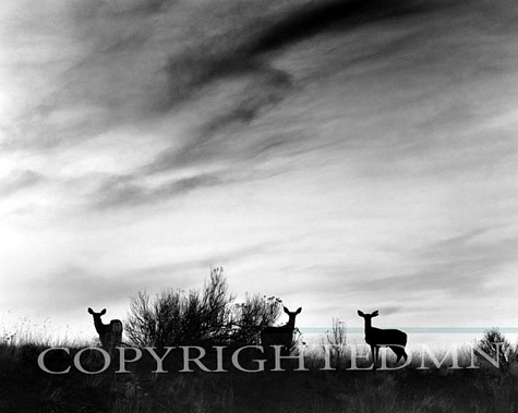 Three Deer, Utah