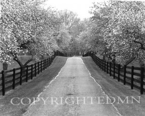 Apple Blossom Lane, West Bloomfield, Michigan