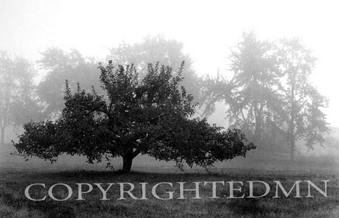 Apple Tree, Southfield, Michigan