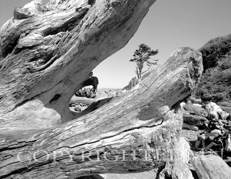 Tree & Driftwood, Kalaloch Beach, Washington 02