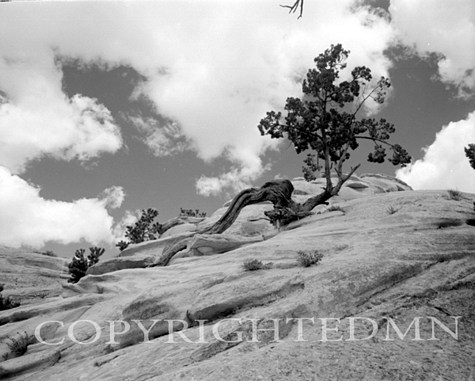 Tree, Rocks & Clouds, Arizona