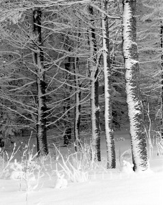 Trees & Snow, Michigan 91