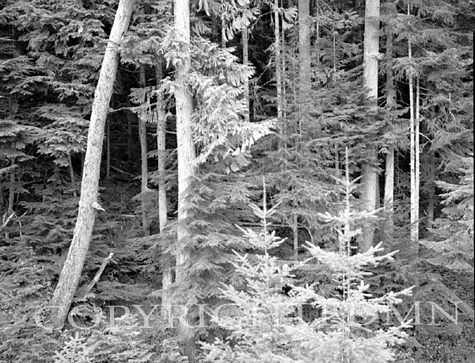 Trees At Hurricane Ridge, Washington 92