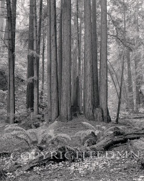 Trees At Muir Woods, California