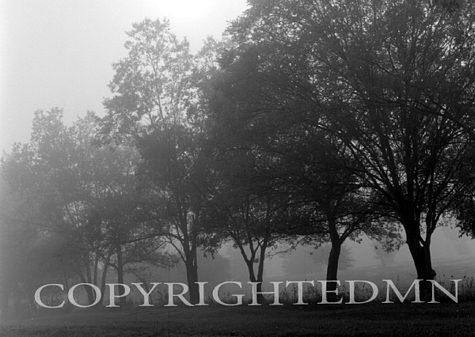 Trees In Fog #2, Michigan