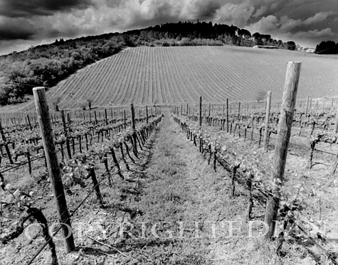 Tuscan Vineyards, Siena, Italy 06