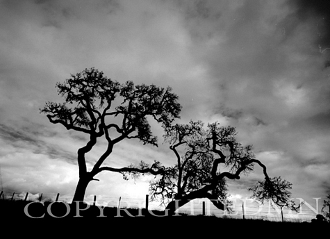 Two Trees & Storm Clouds, Big Sur, Caifornia