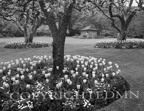 Butchart Gardens Tulip Beds, Vancouver, BC 07