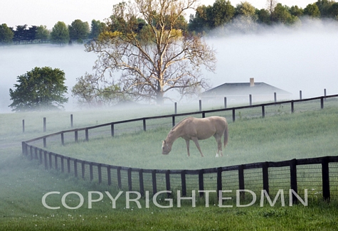 Horses in the Mist #3, Kentucky 08 – Color