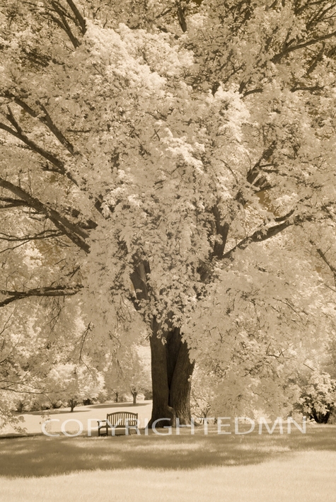 Bench Under the Tree, Kentucky 08 – Monotint