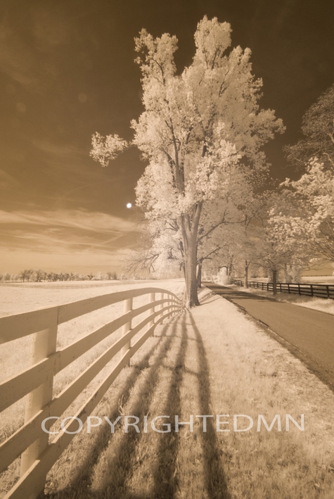 Fence, Shadows, & Trees, Kentucky 08 – Monotint