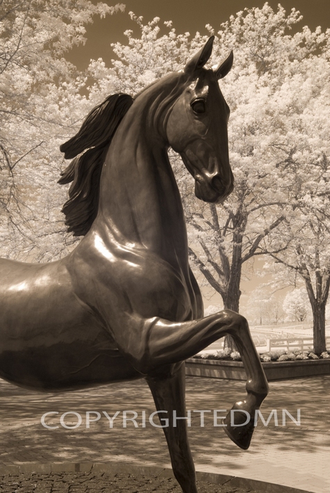 Horse in Bronze, Kentucky 08 – Monotint