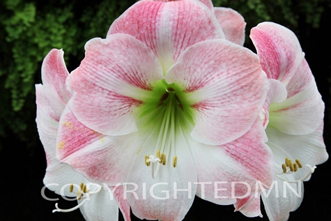 Pink Amaryllis, Ann Arbor, Michigan 09 – color