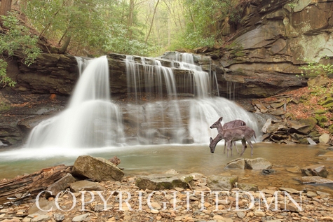Two Deer at Holly River Falls, West Virginia 09 – color