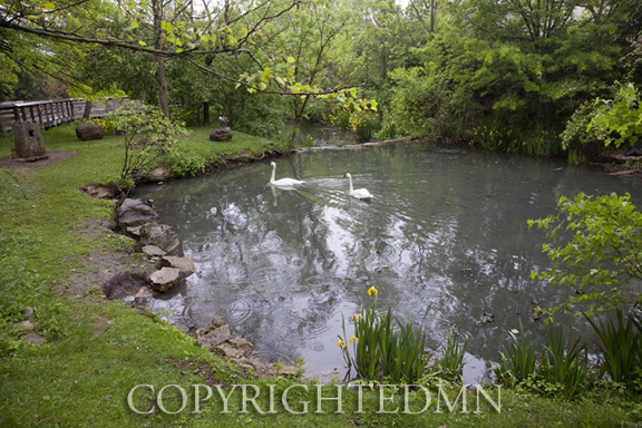Two Swans & Pond, Columbus, Ohio 10-color