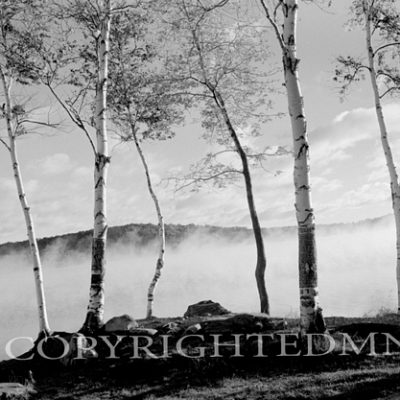 Birch Trees & Mist, Negaunee, Michigan 90