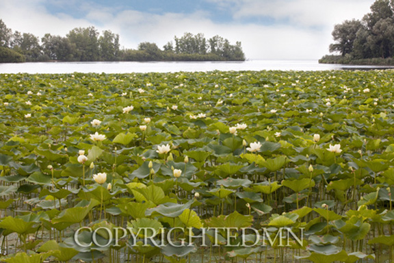 Lotus Blossoms, Michigan 10-Color