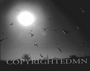 Birds & Sun, Fighting Island, Michigan 97