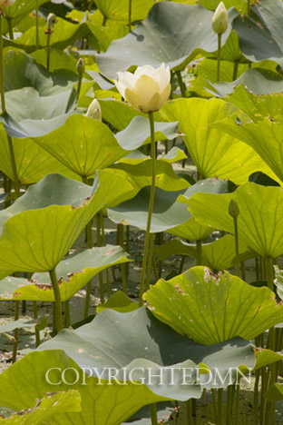 Lotus Blossom, Gibraltar, Michigan 10 – Color