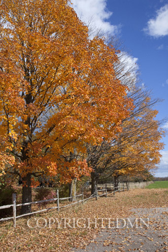 Golden Leaves & Fence, Garden, Michigan 10-color