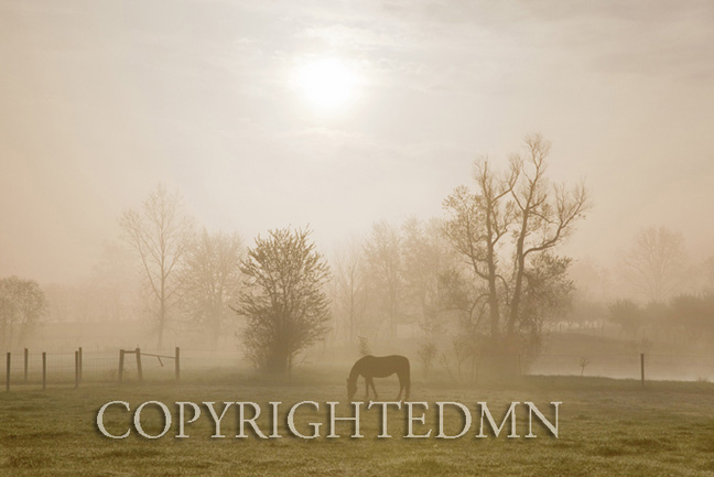 Horse In Morning Mist, Shipshewana, Indiana 11 – color