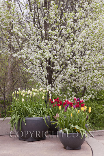 White Blossoms and Tulips, Grand Rapids, Michigan 11 – color