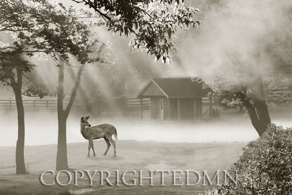 Deer In The Mist, Lexington, Kentucky 08